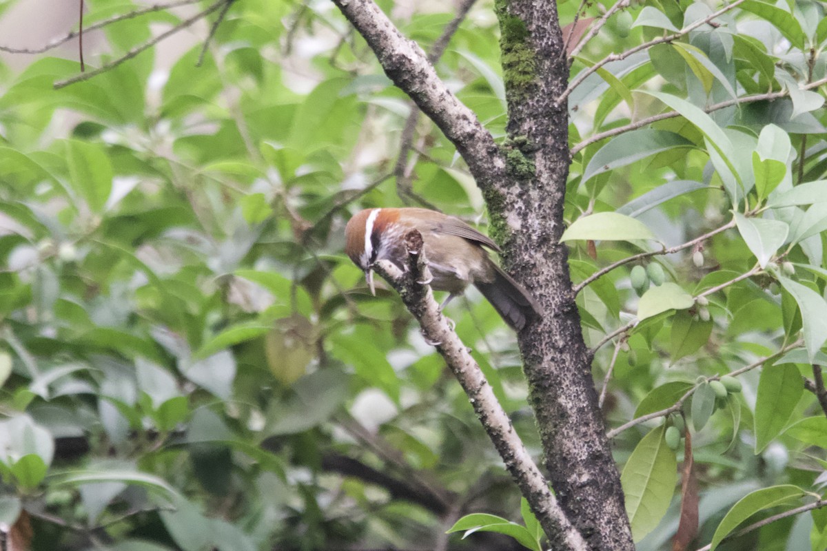 Силамбан рудошиїй - ML647500812