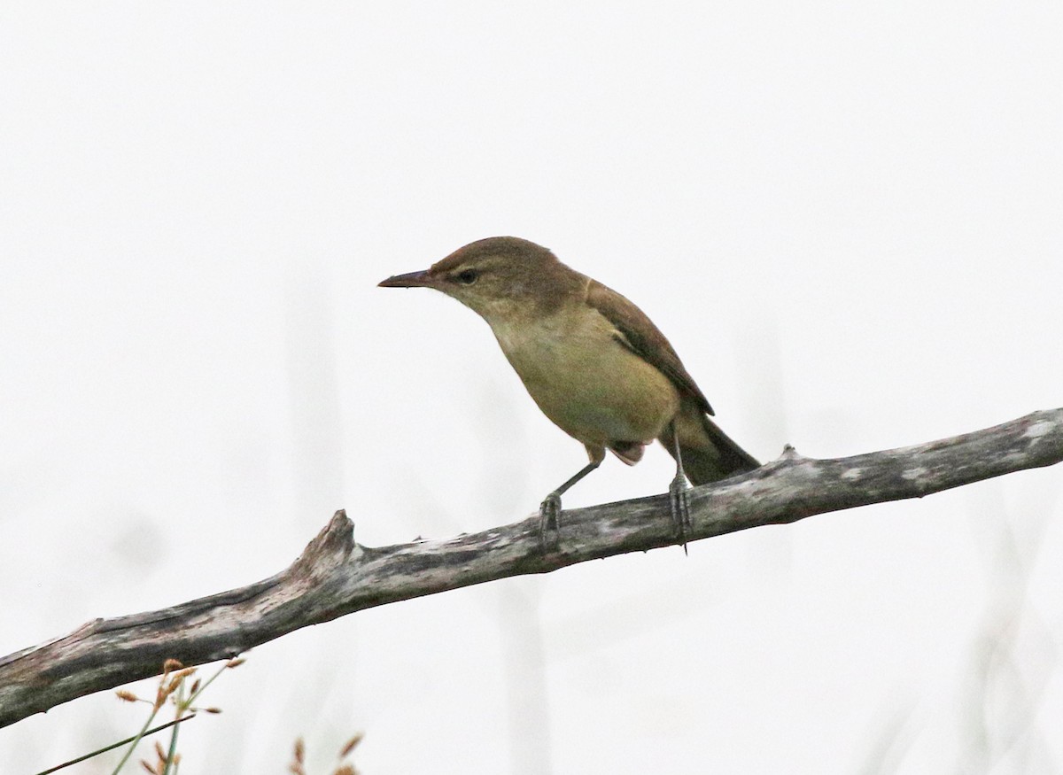 Очеретянка південна - ML647500816