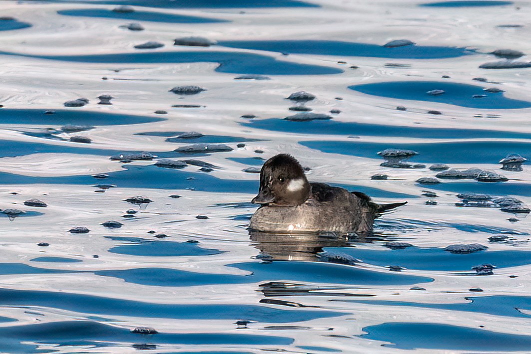 Гоголь малий - ML647500831