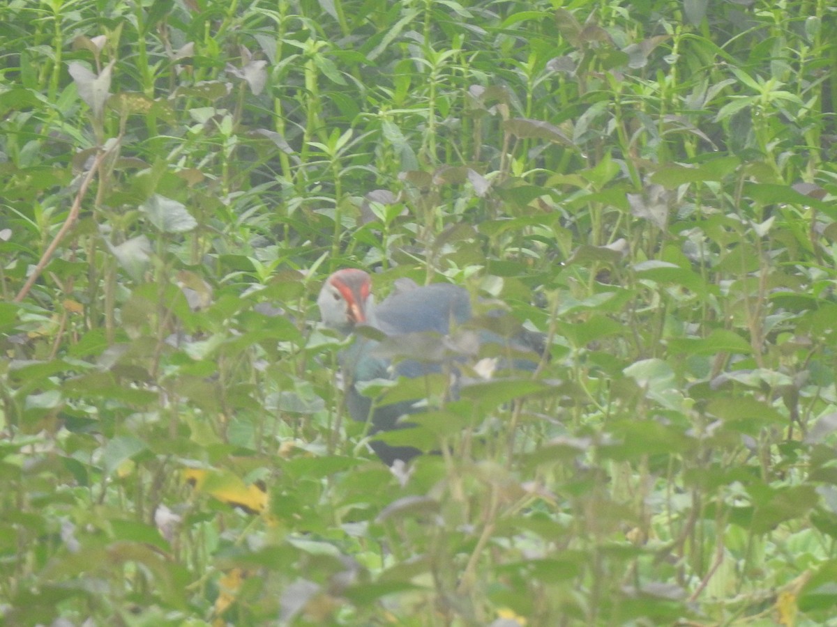 Султанка сіроголова - ML647500832