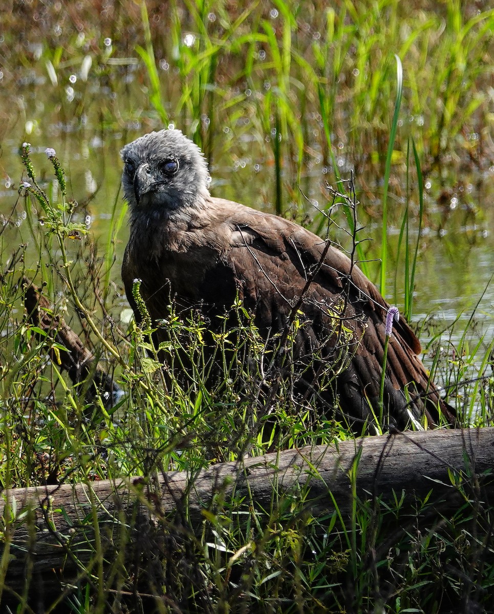 Gray-headed Fish-Eagle - ML647500833
