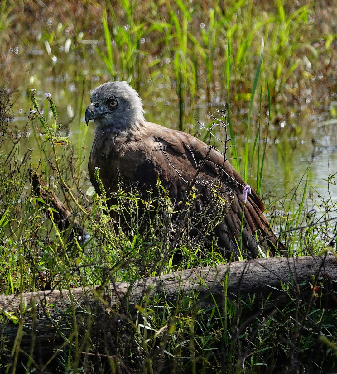 Gray-headed Fish-Eagle - ML647500834