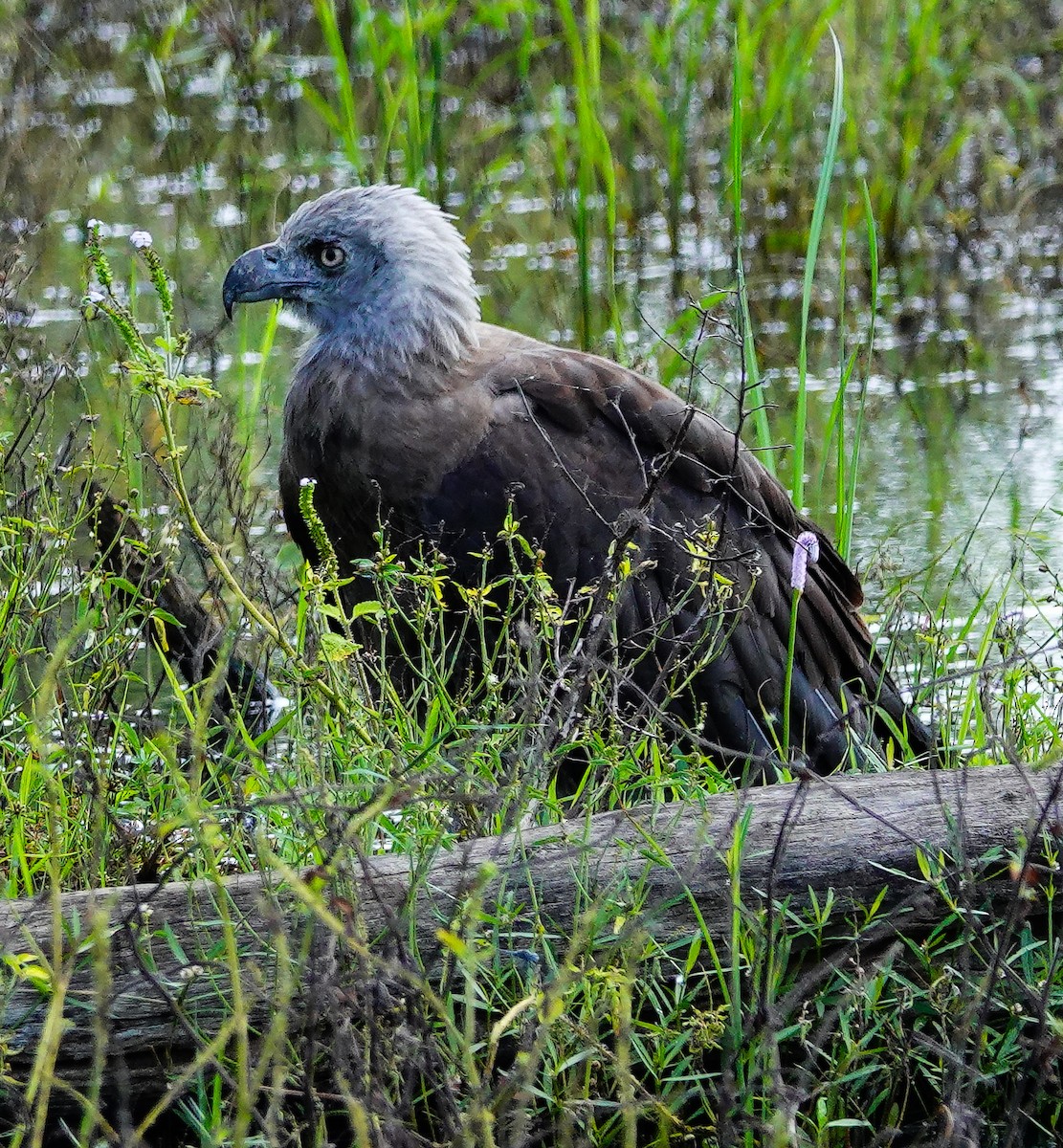 Gray-headed Fish-Eagle - ML647500835