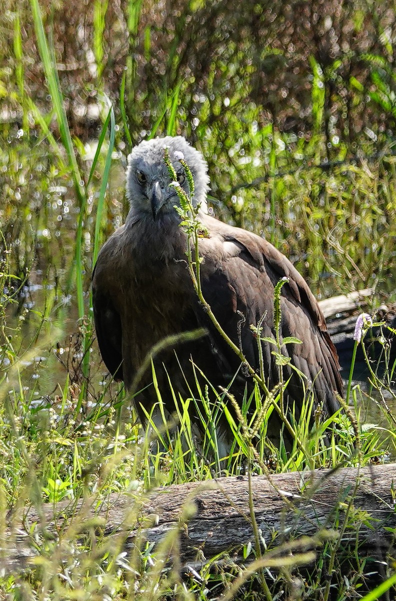 Gray-headed Fish-Eagle - ML647500836