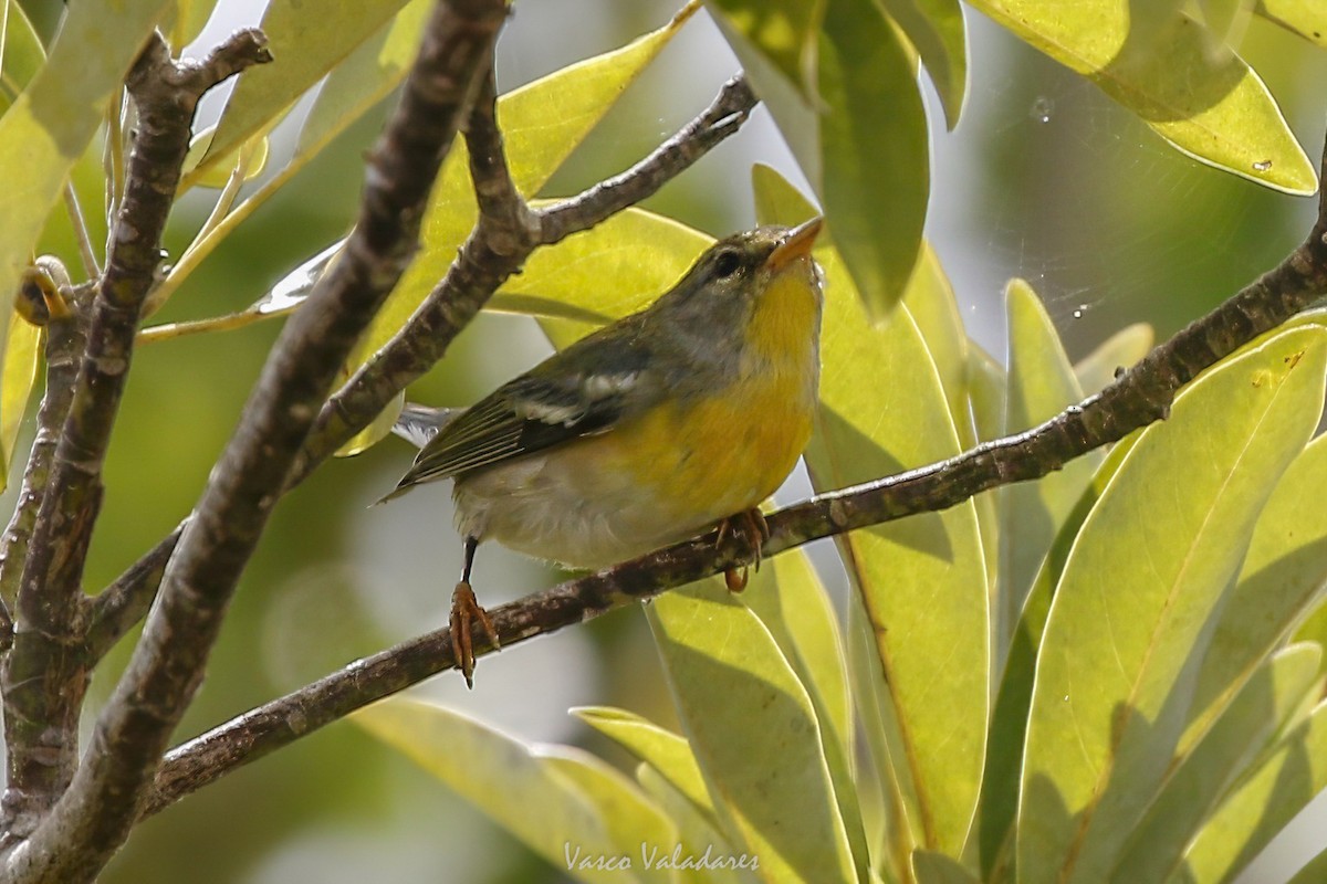Northern Parula - ML647500864