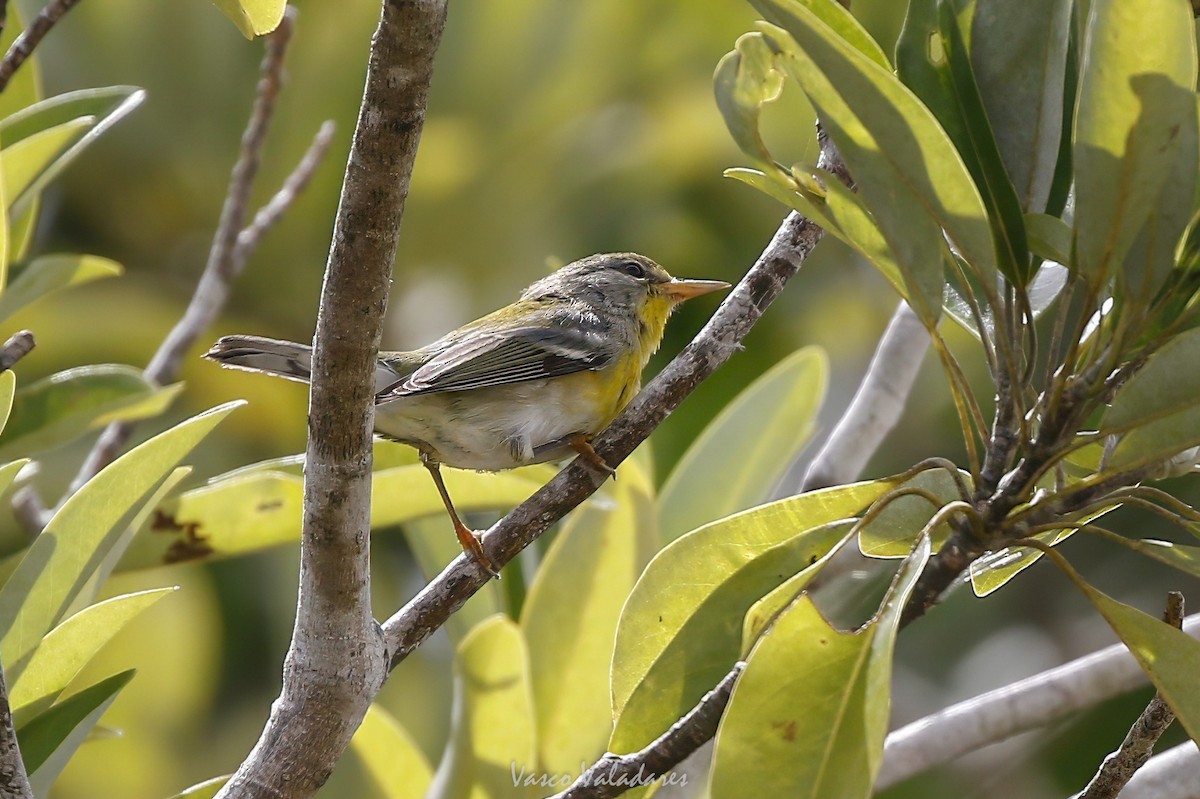 Northern Parula - ML647500865