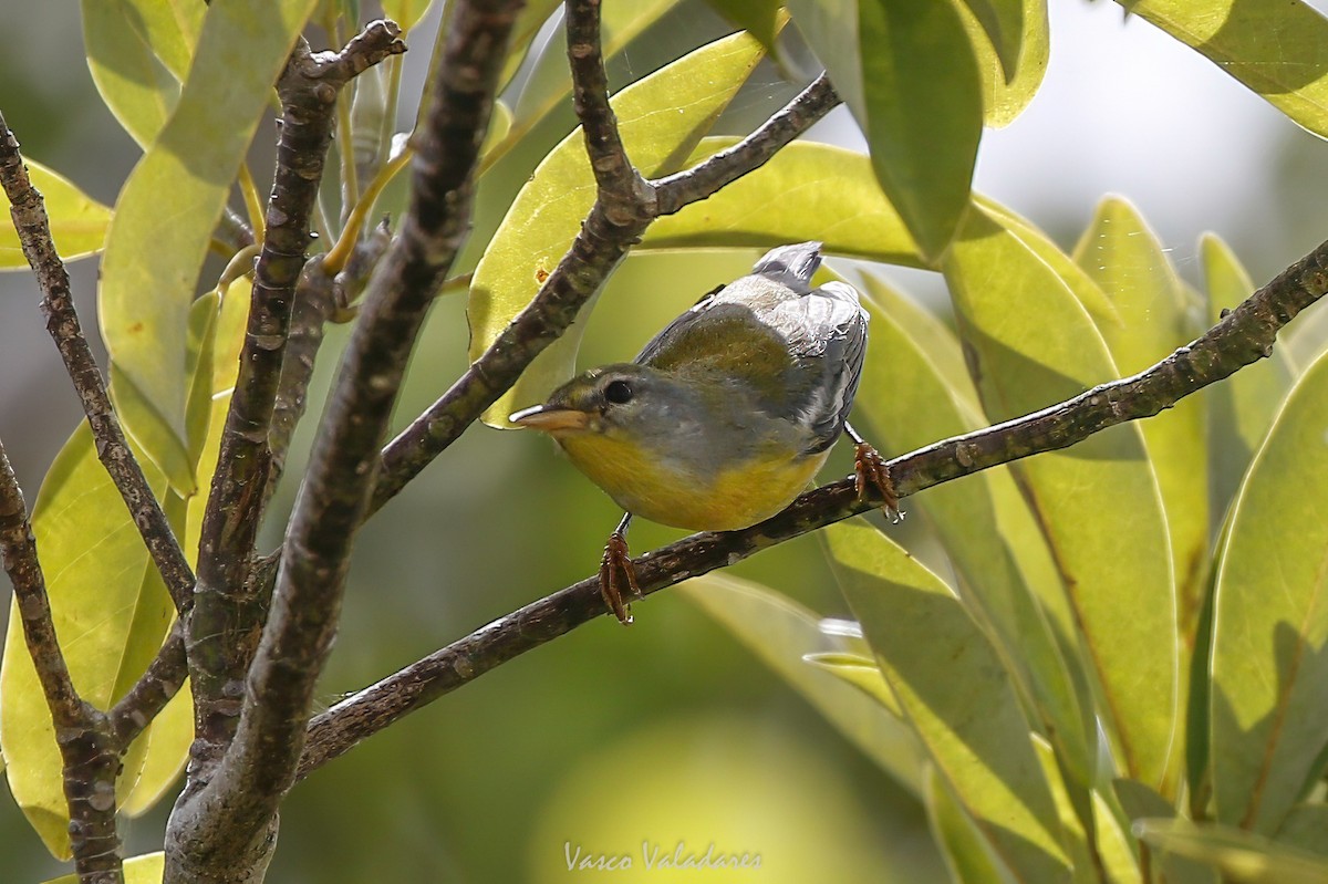 Northern Parula - ML647500866
