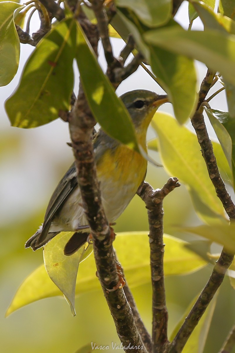 Northern Parula - ML647500867