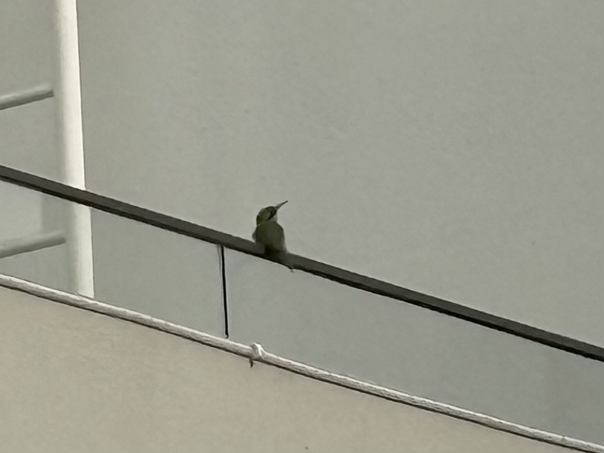 Erle-txori berde arabiarra - ML647500868