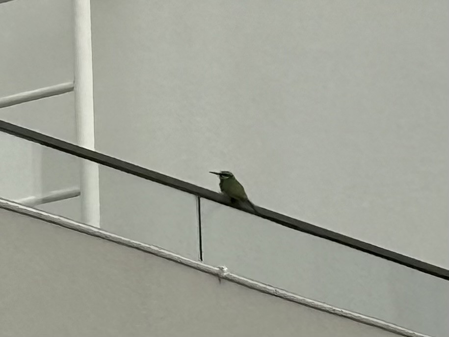 Erle-txori berde arabiarra - ML647500869