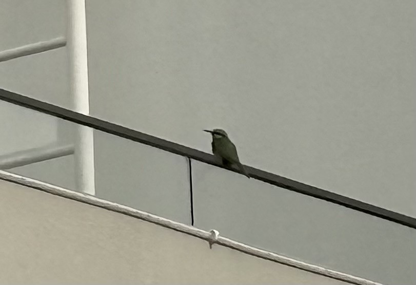 Erle-txori berde arabiarra - ML647500870