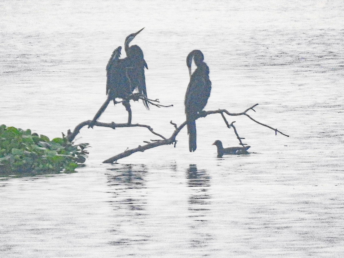 Doğu Yılanboyunu - ML647500871