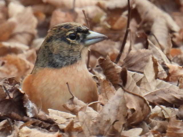 Brambling - ML647500908