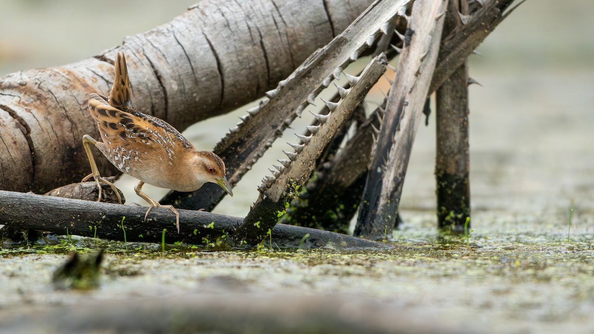 Baillon's Crake - ML647500915