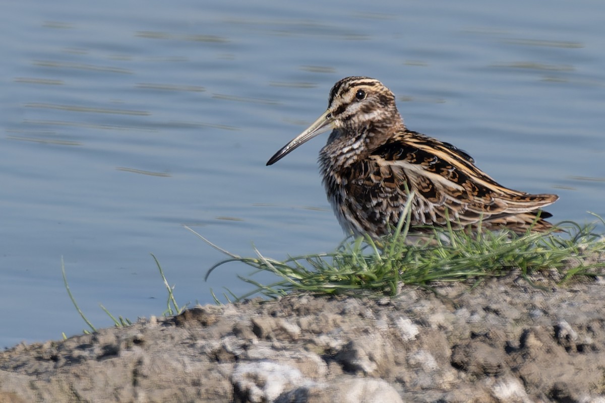 Jack Snipe - ML647500923