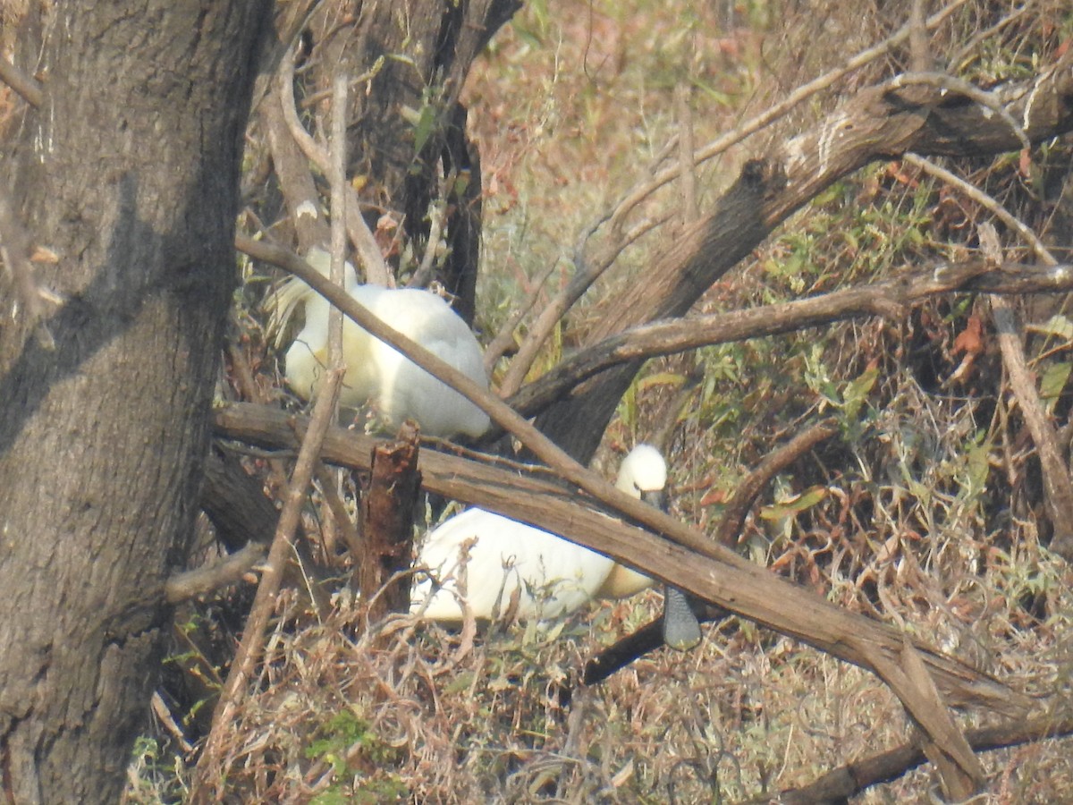 Eurasian Spoonbill - ML647500938