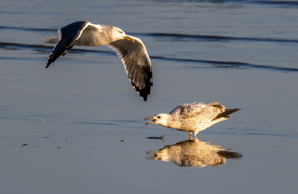 Lesser Black-backed Gull - ML647500984