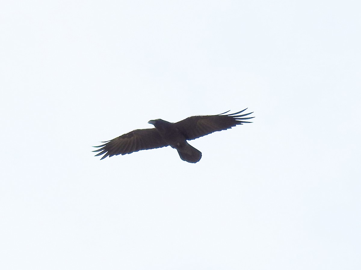 Common Raven - ML647500986