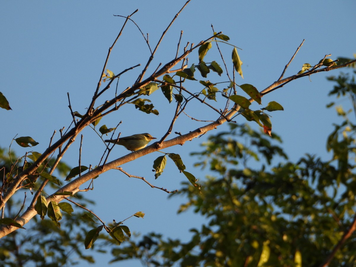 Вівчарик жовточеревий - ML647500987