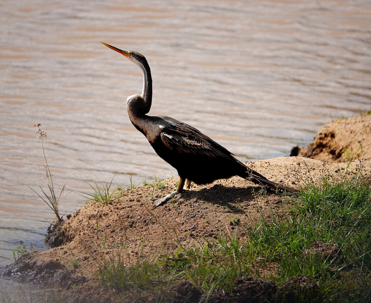 Doğu Yılanboyunu - ML647501019