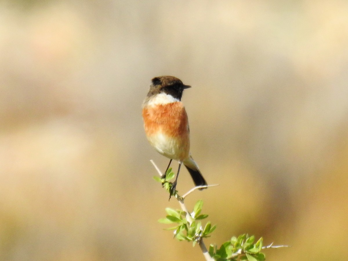 European Stonechat - ML647501020