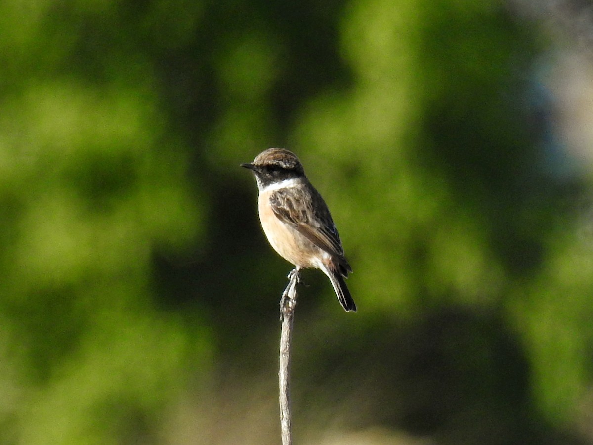 European Stonechat - ML647501021