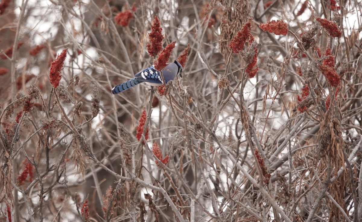 Blue Jay - ML647501022
