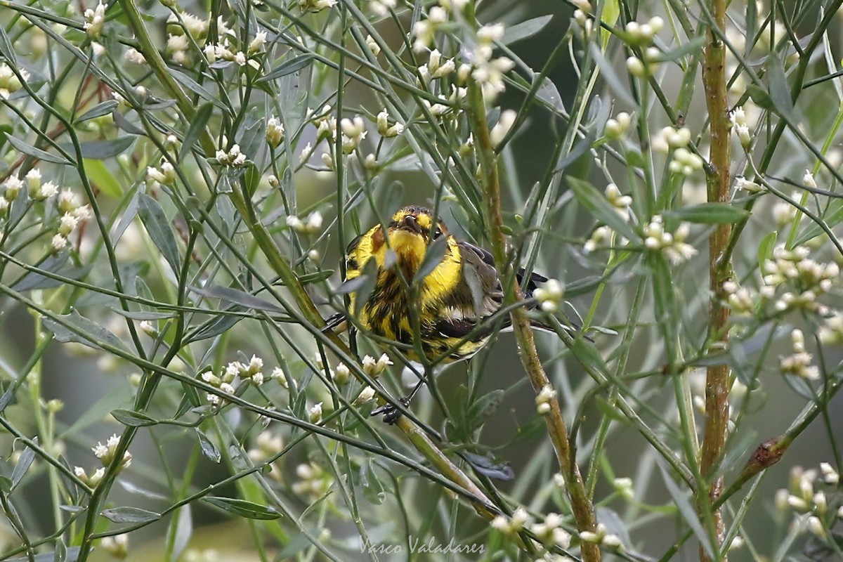 ホオアカアメリカムシクイ - ML647501035