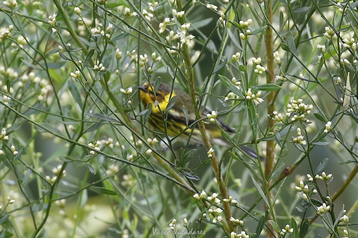 ホオアカアメリカムシクイ - ML647501038