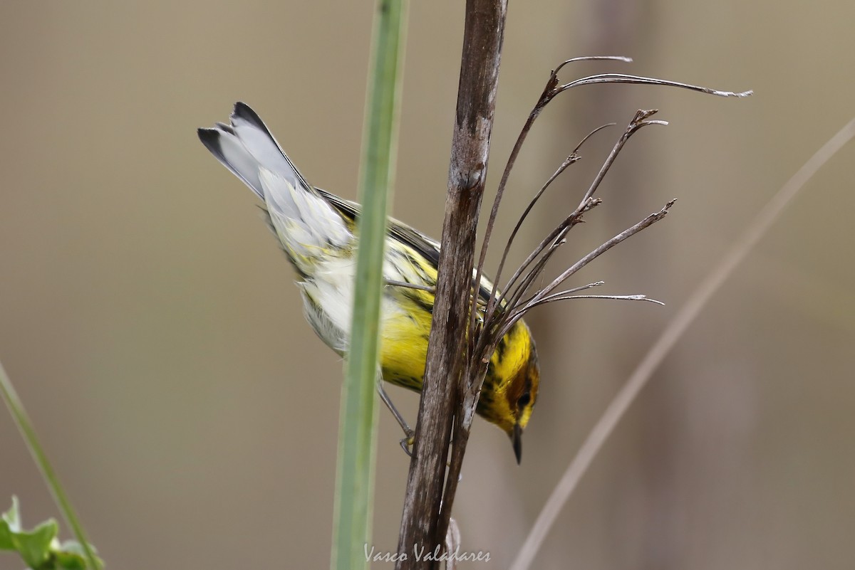 ホオアカアメリカムシクイ - ML647501039