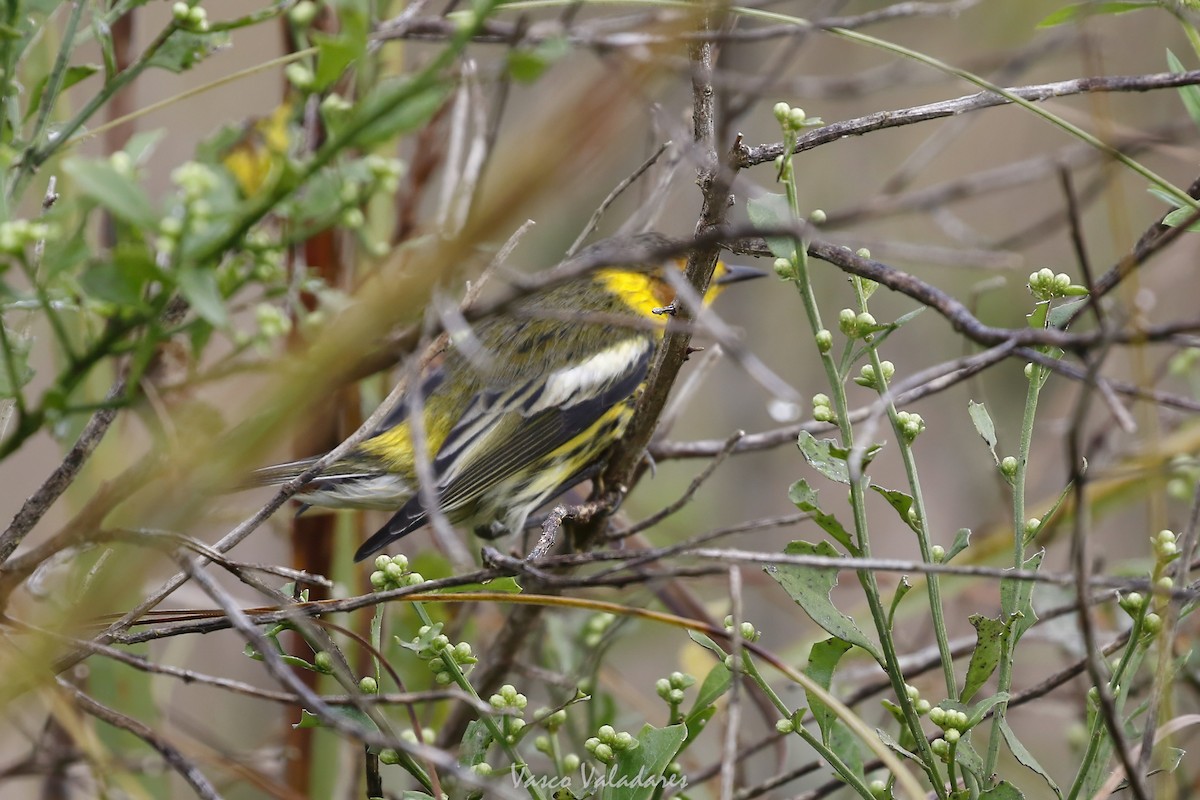 ホオアカアメリカムシクイ - ML647501040