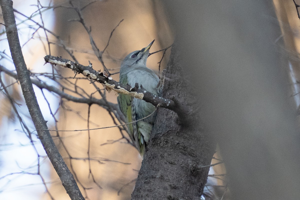 Pic cendré - ML647501056