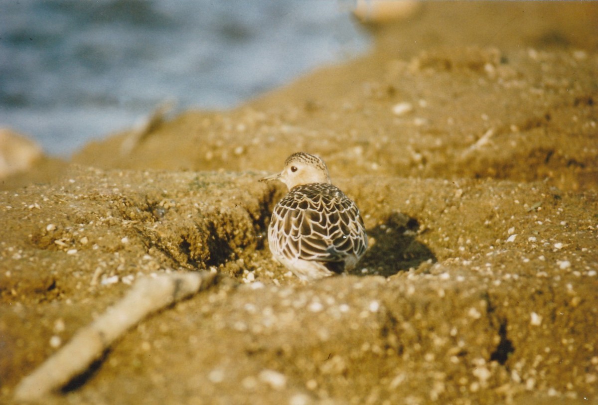 Buff-breasted Sandpiper - ML647501057