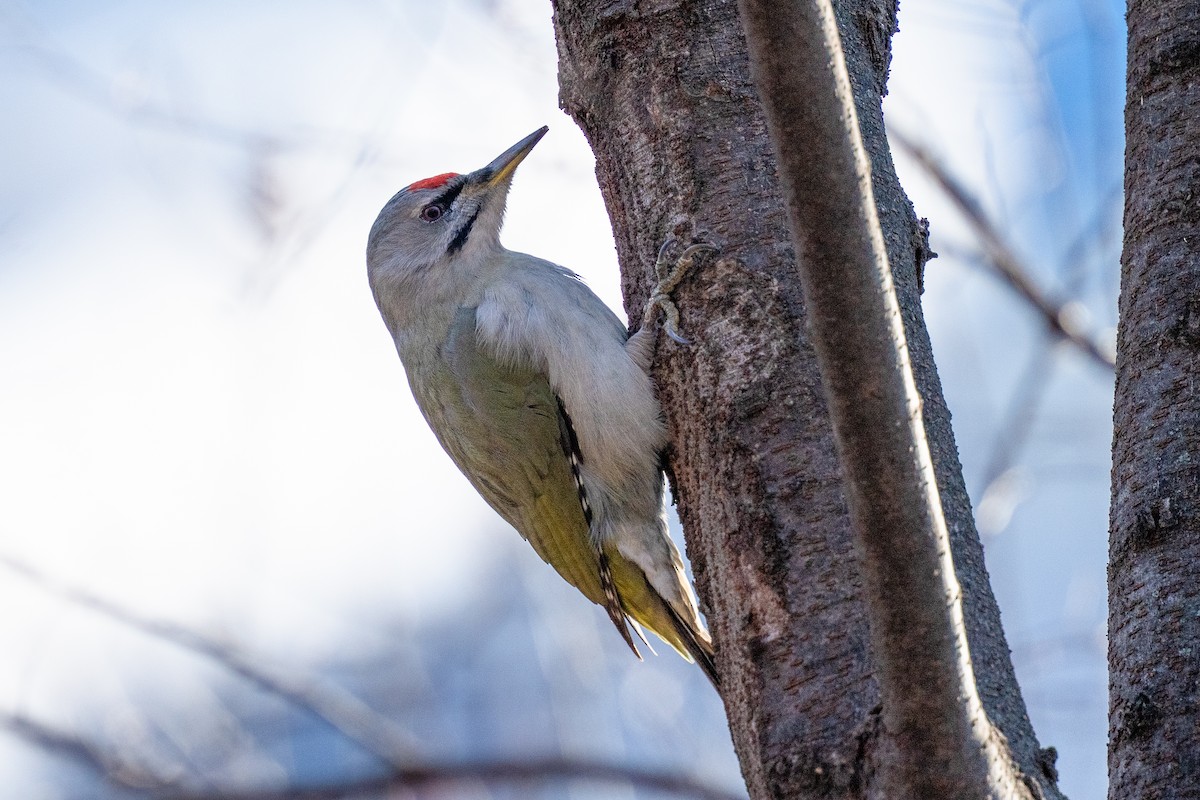 Pic cendré - ML647501064