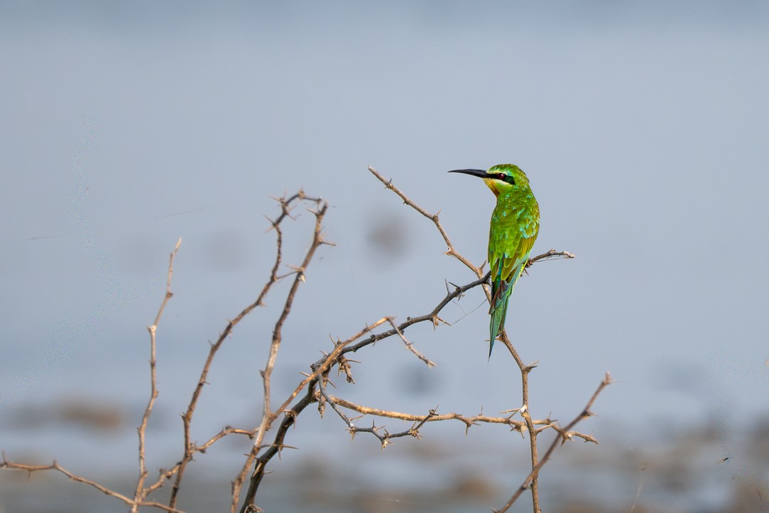 Blue-cheeked Bee-eater - ML647501069