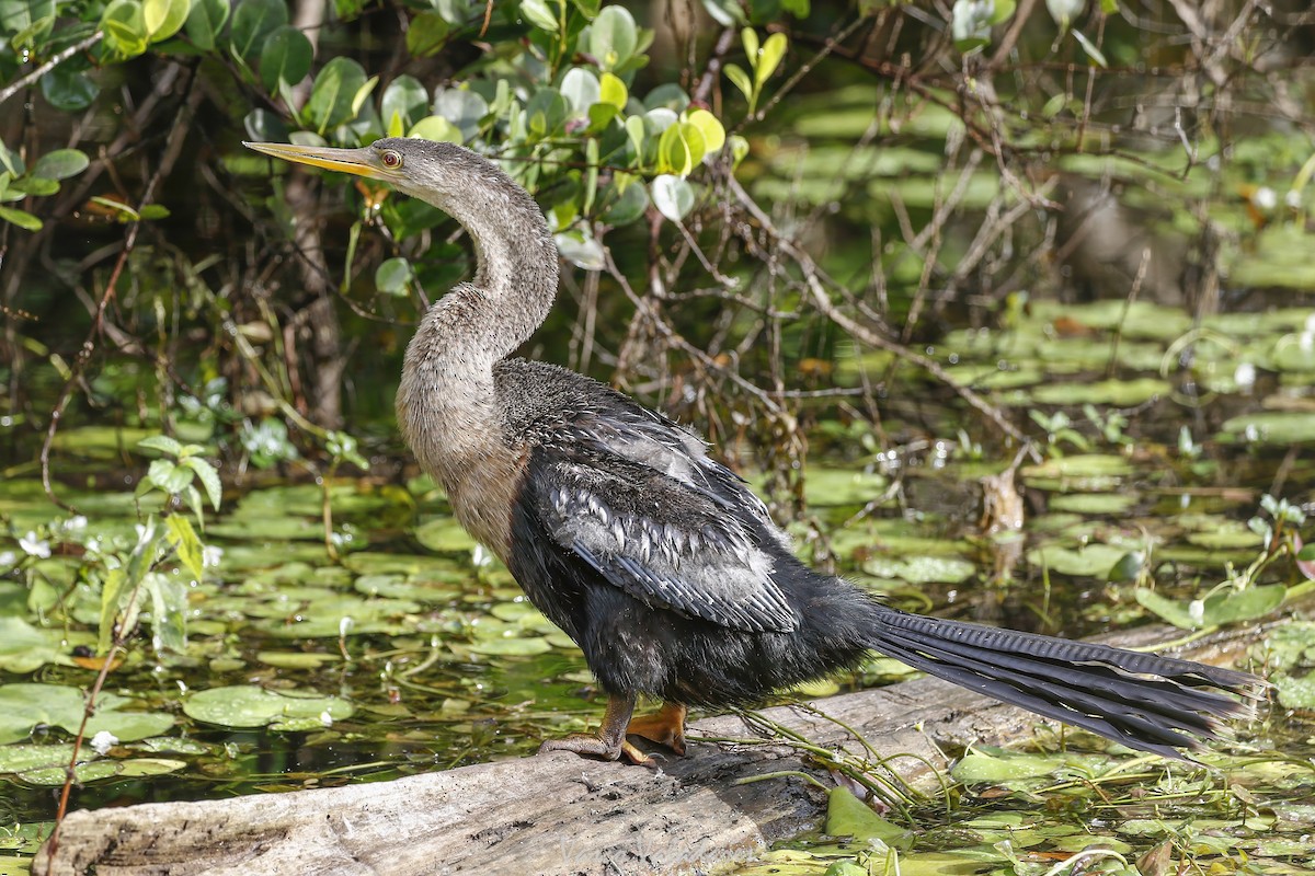 Змієшийка американська - ML647501075