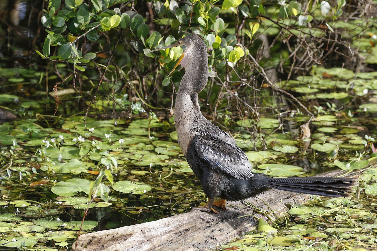 Змієшийка американська - ML647501076