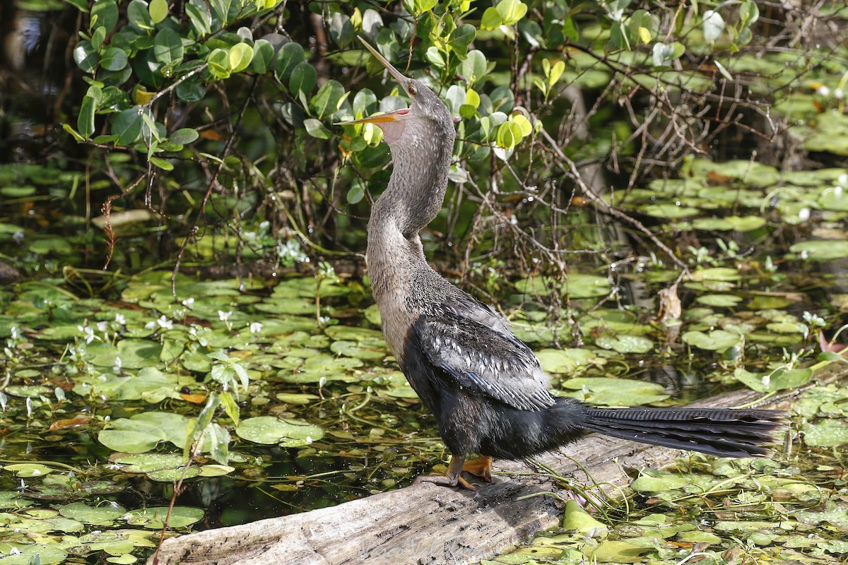 Змієшийка американська - ML647501078