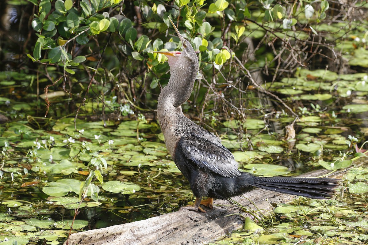 Змієшийка американська - ML647501080