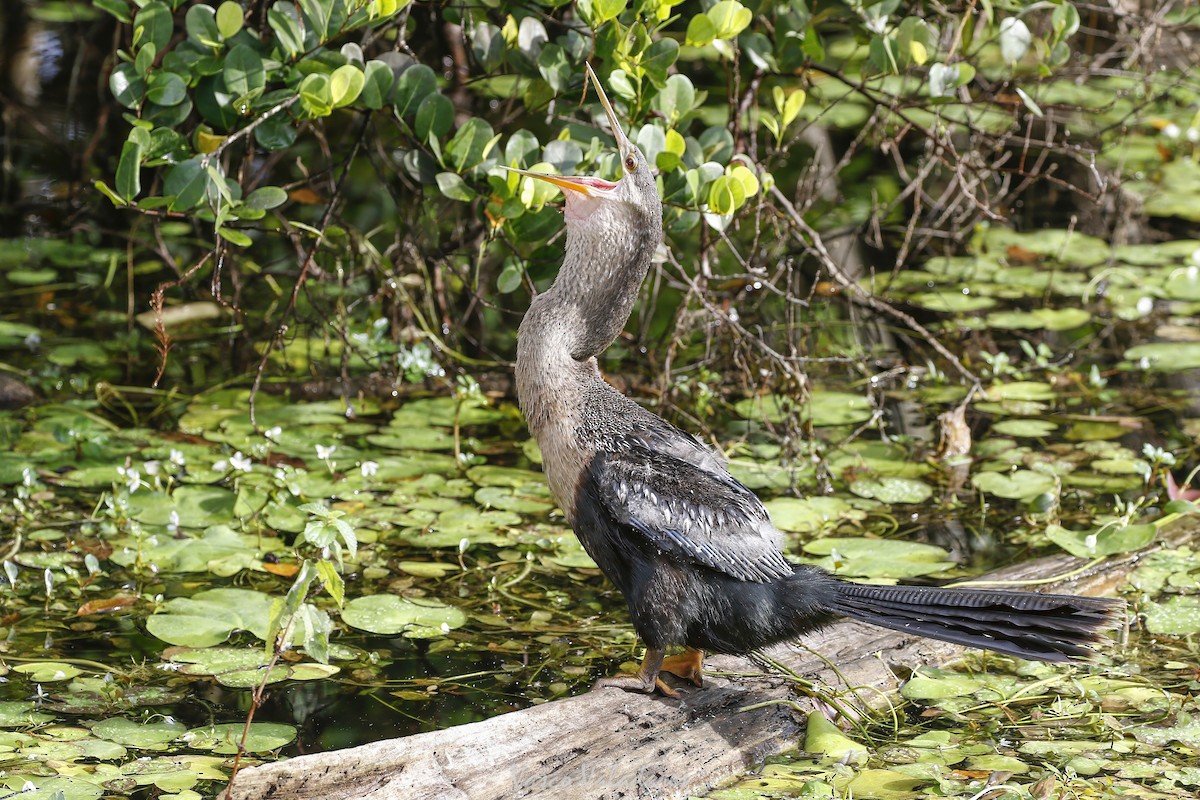 Змієшийка американська - ML647501081