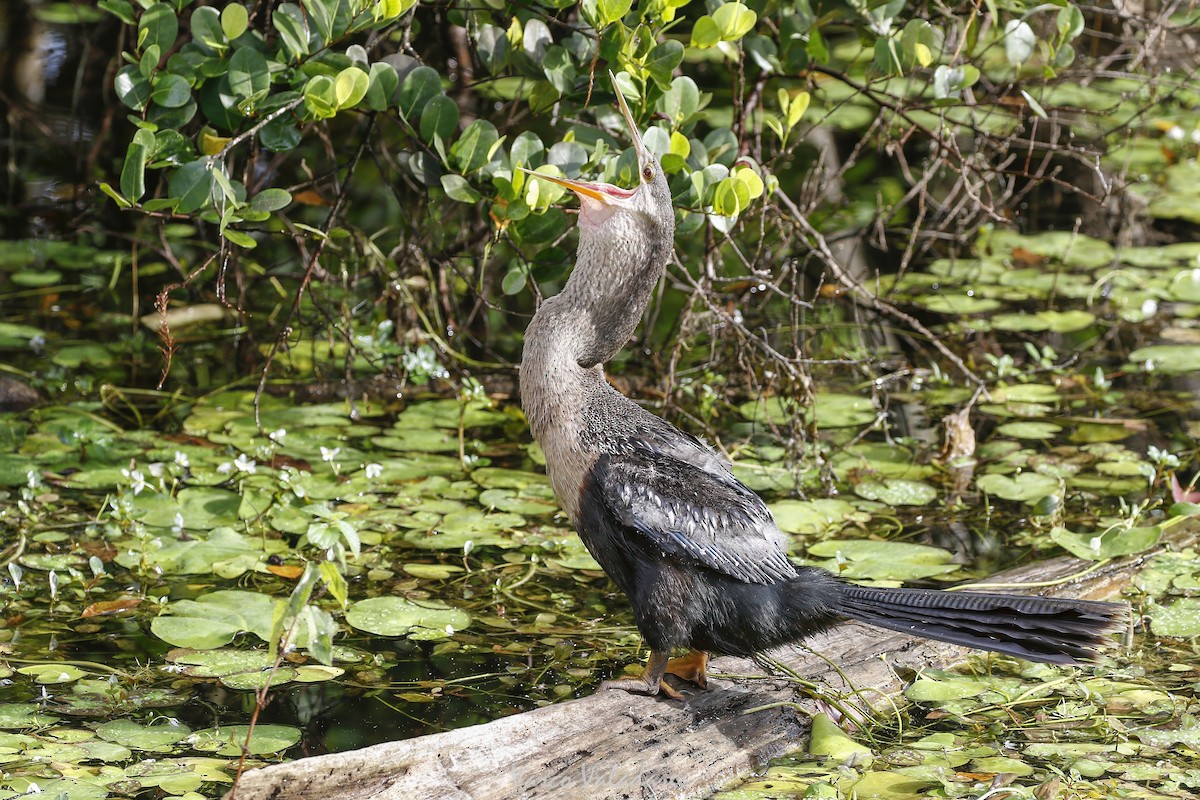 Змієшийка американська - ML647501082
