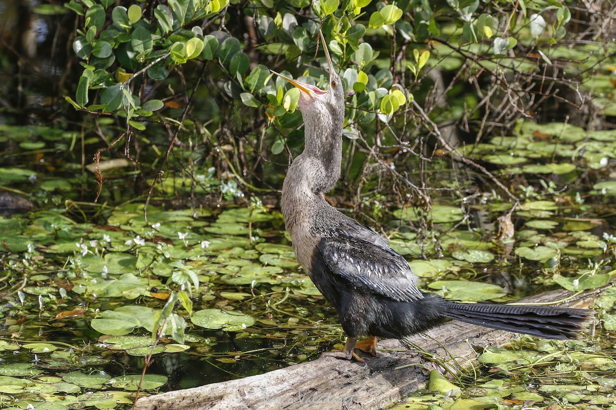 Змієшийка американська - ML647501083