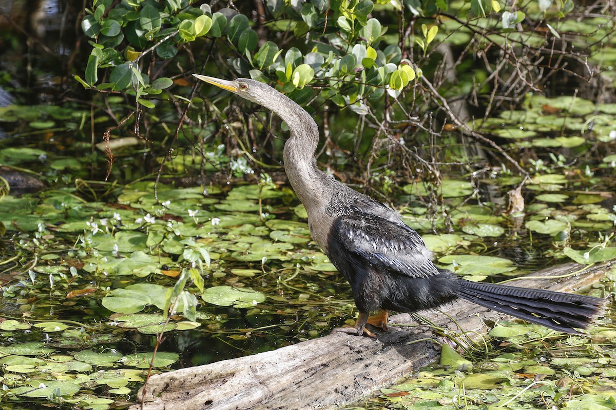 Змієшийка американська - ML647501084