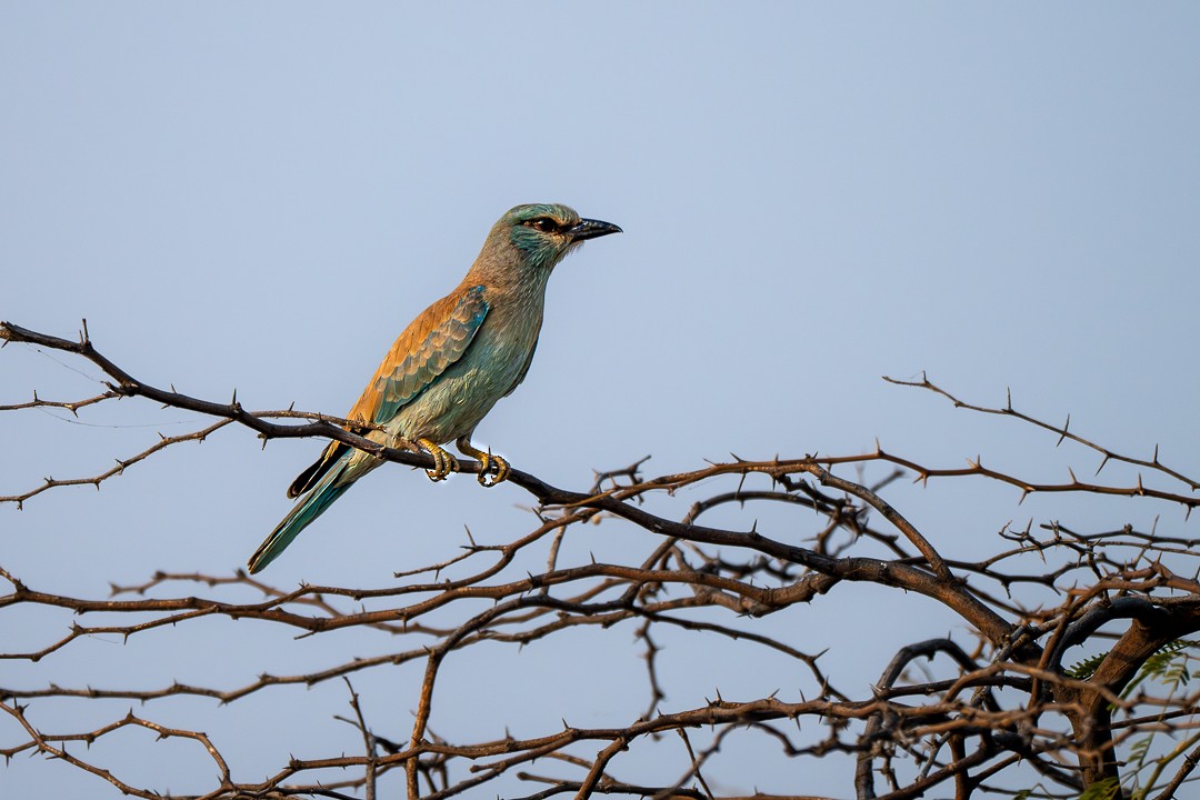 Сиворакша євразійська - ML647501085