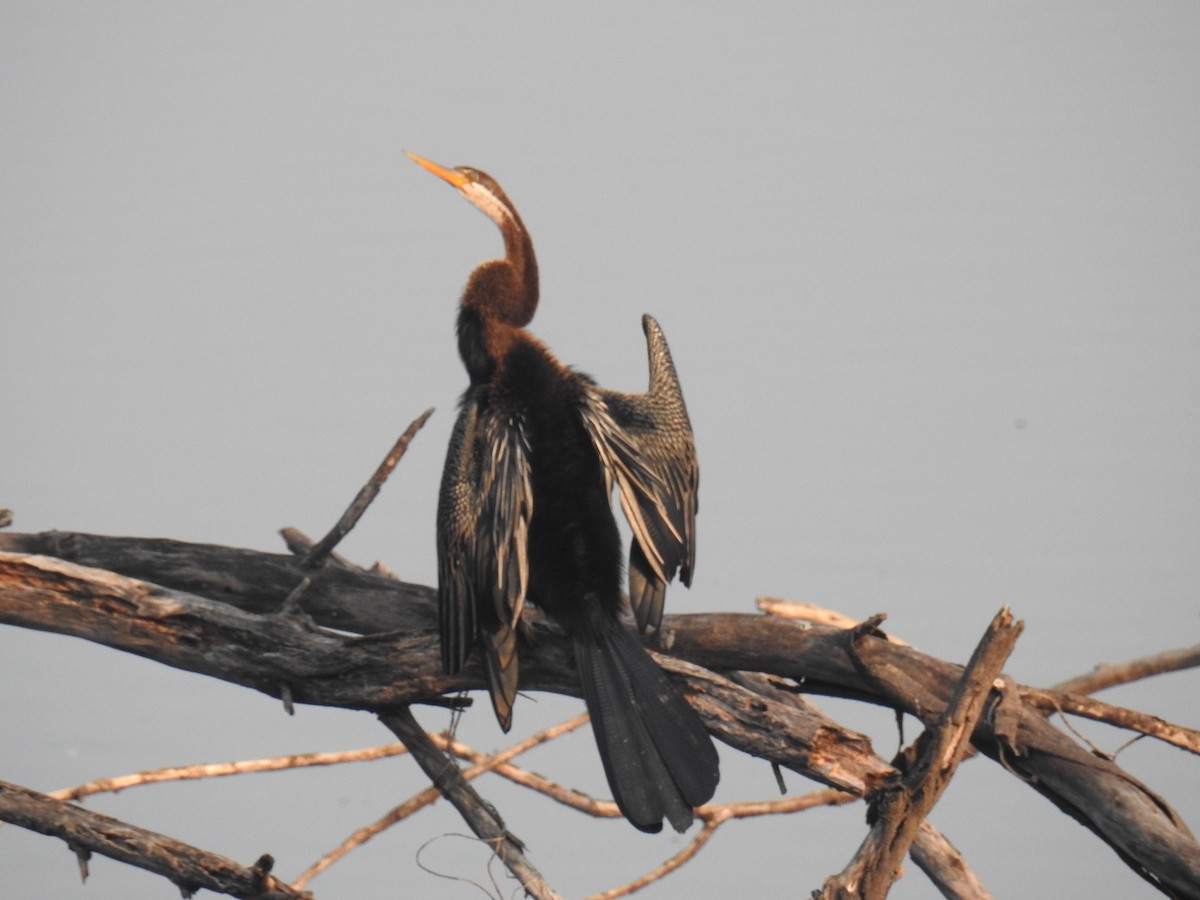 Змієшийка чорночерева - ML647501087