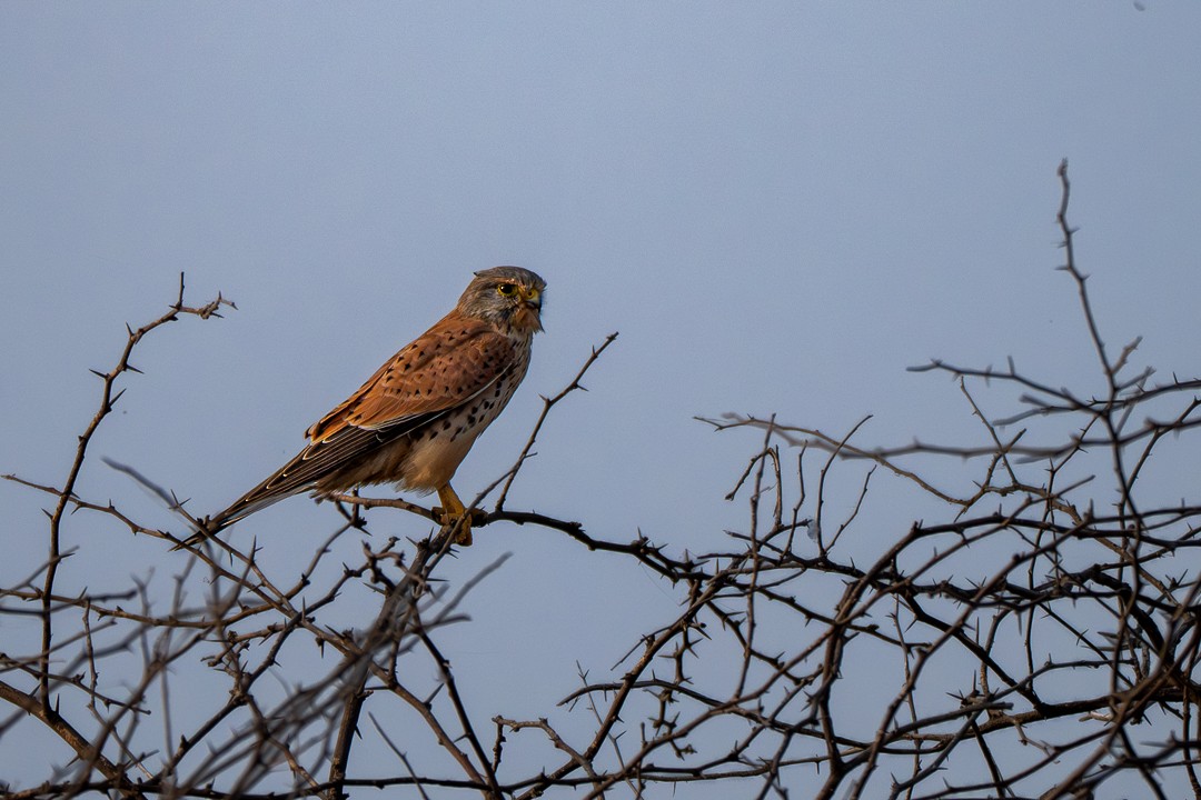 Боривітер звичайний - ML647501088