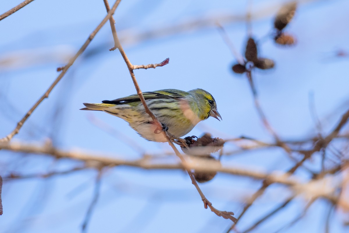 Чиж лісовий - ML647501089