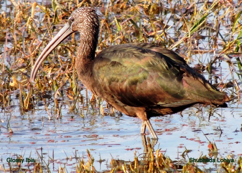 Коровайка бура - ML647501090