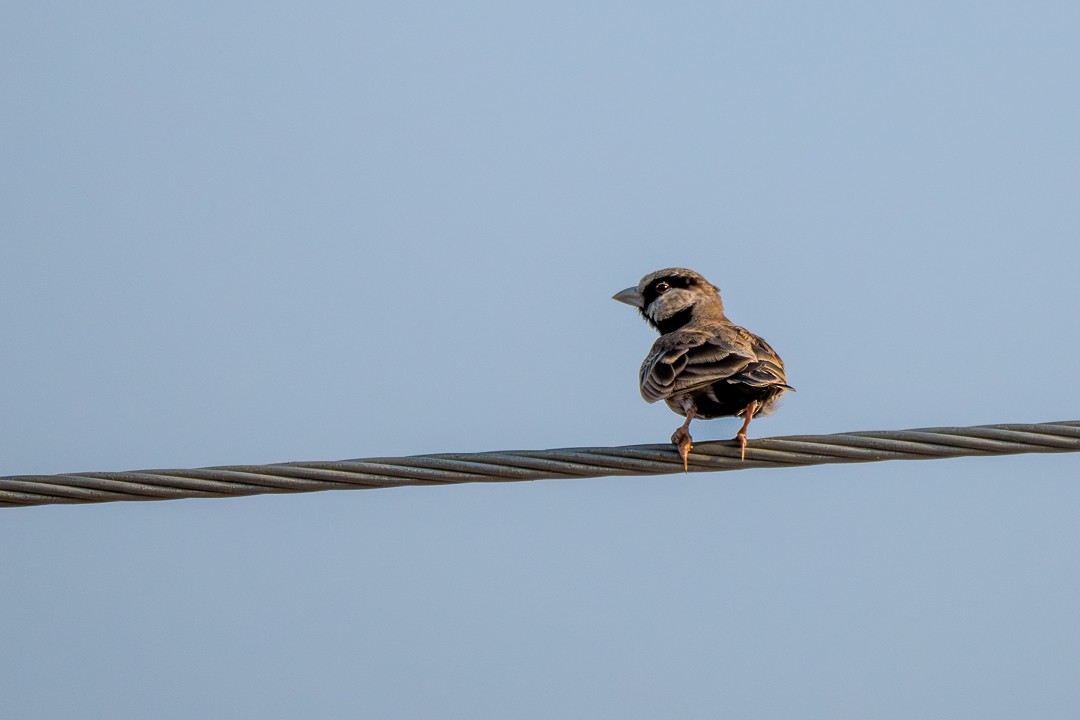 Жервінчик сірий - ML647501091