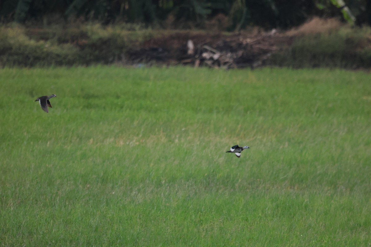 Чирянка-крихітка індійська - ML647501093